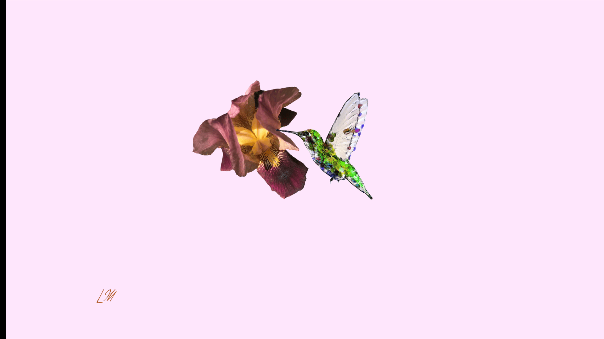 hummingbird flapping wings maroon flower animation