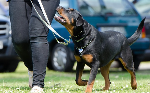 creative commons-dog school.jpg