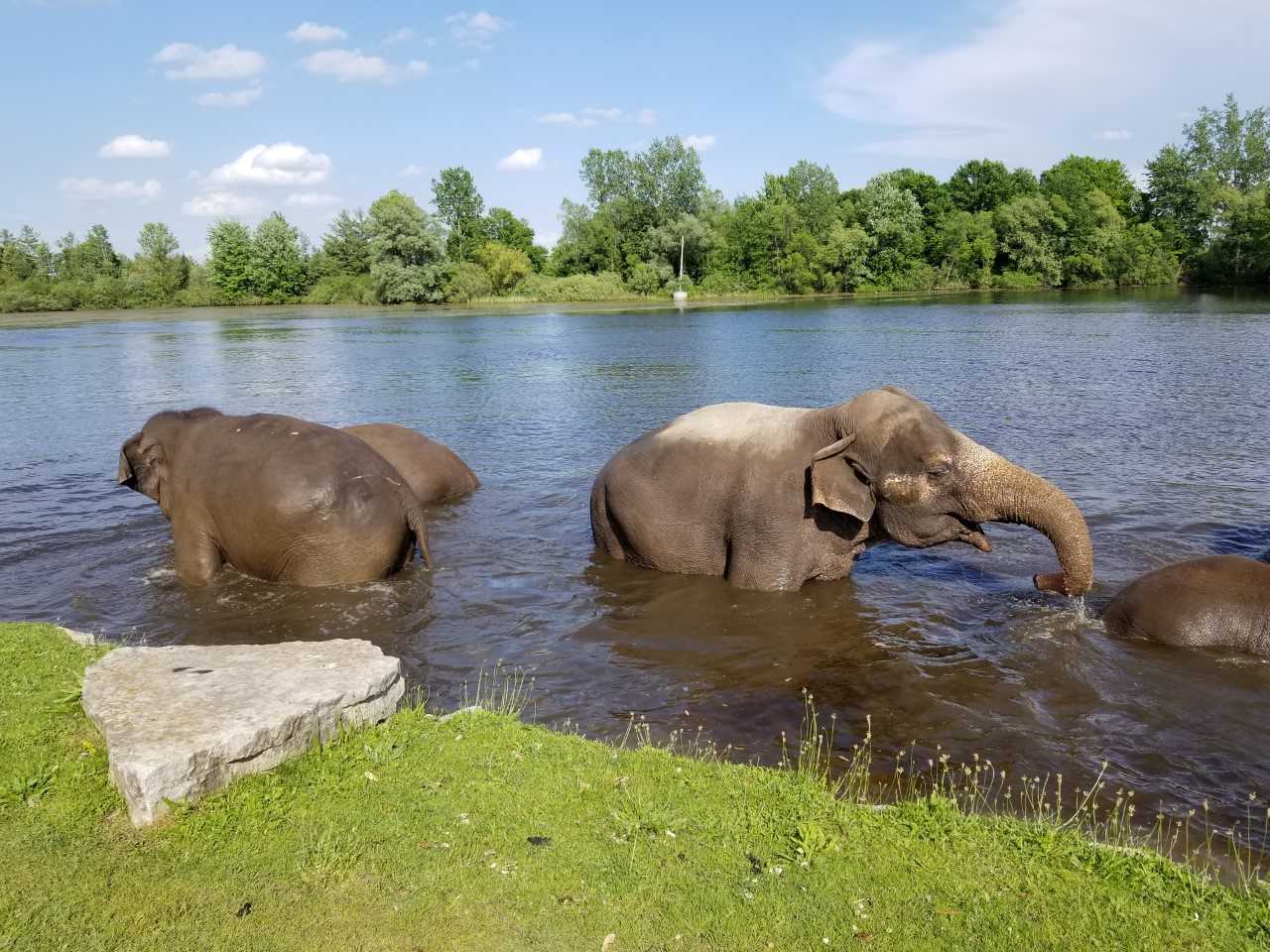 TALS.ElephantSwimTime.jpg