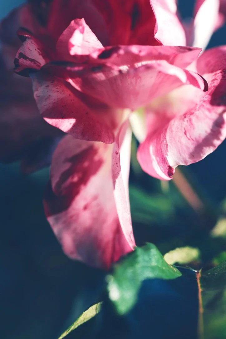 C1F921B9-F4CA-43FB-B1AC-D4F95CF80CA8_1_105_c.jpeg