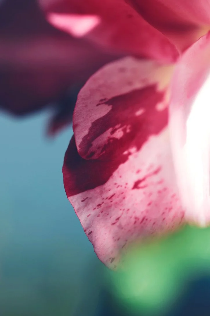 F8265226-36EB-484B-A89A-F25613BC947E_1_105_c.jpeg