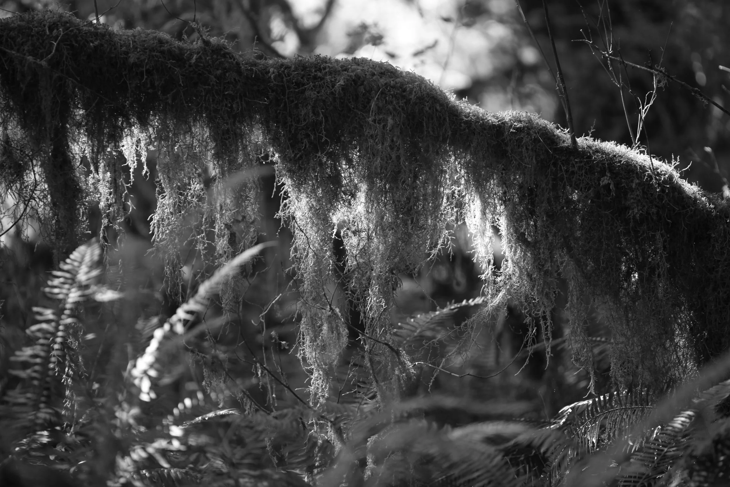 Field Recordings - Peaceful forest ambience 