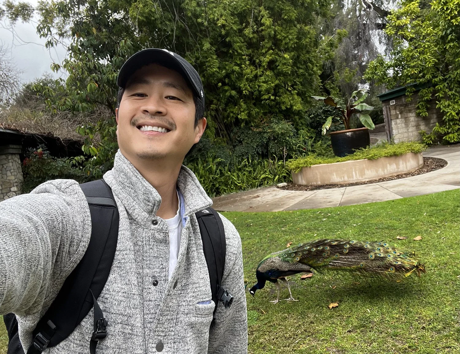 A man taking a selfie outdoors with a peacock walking on the grass beside him. The man is smiling, wearing a gray jacket, a backpack, and a black cap. The background includes greenery, trees, and a curved paved path.
