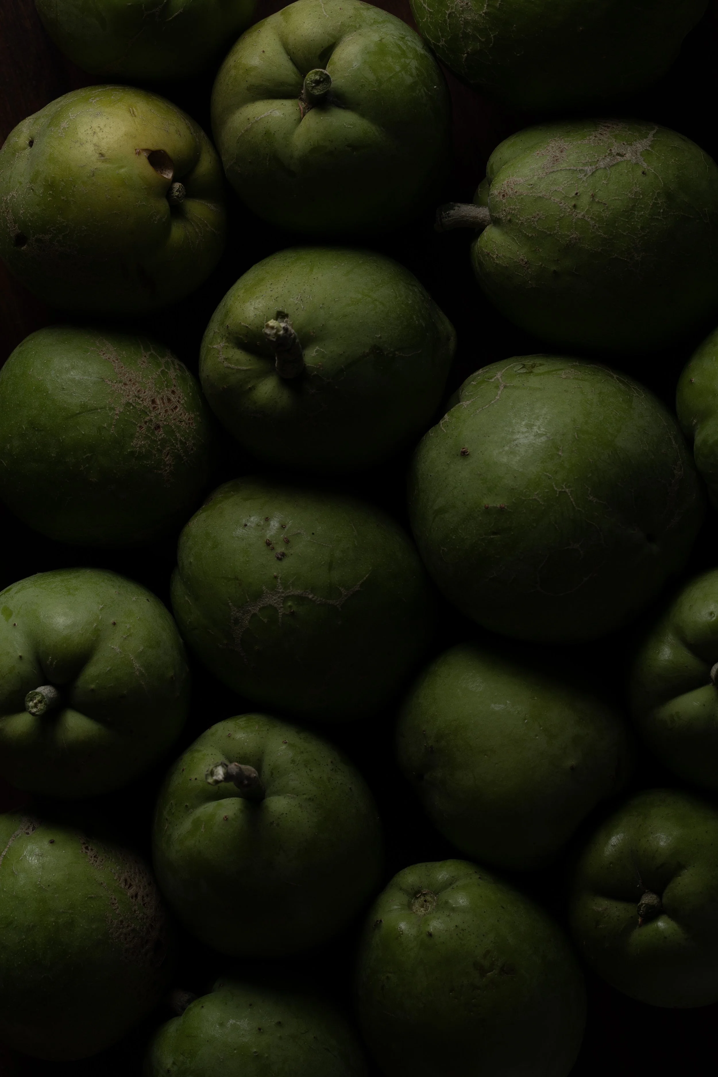 White_Sapote.jpg