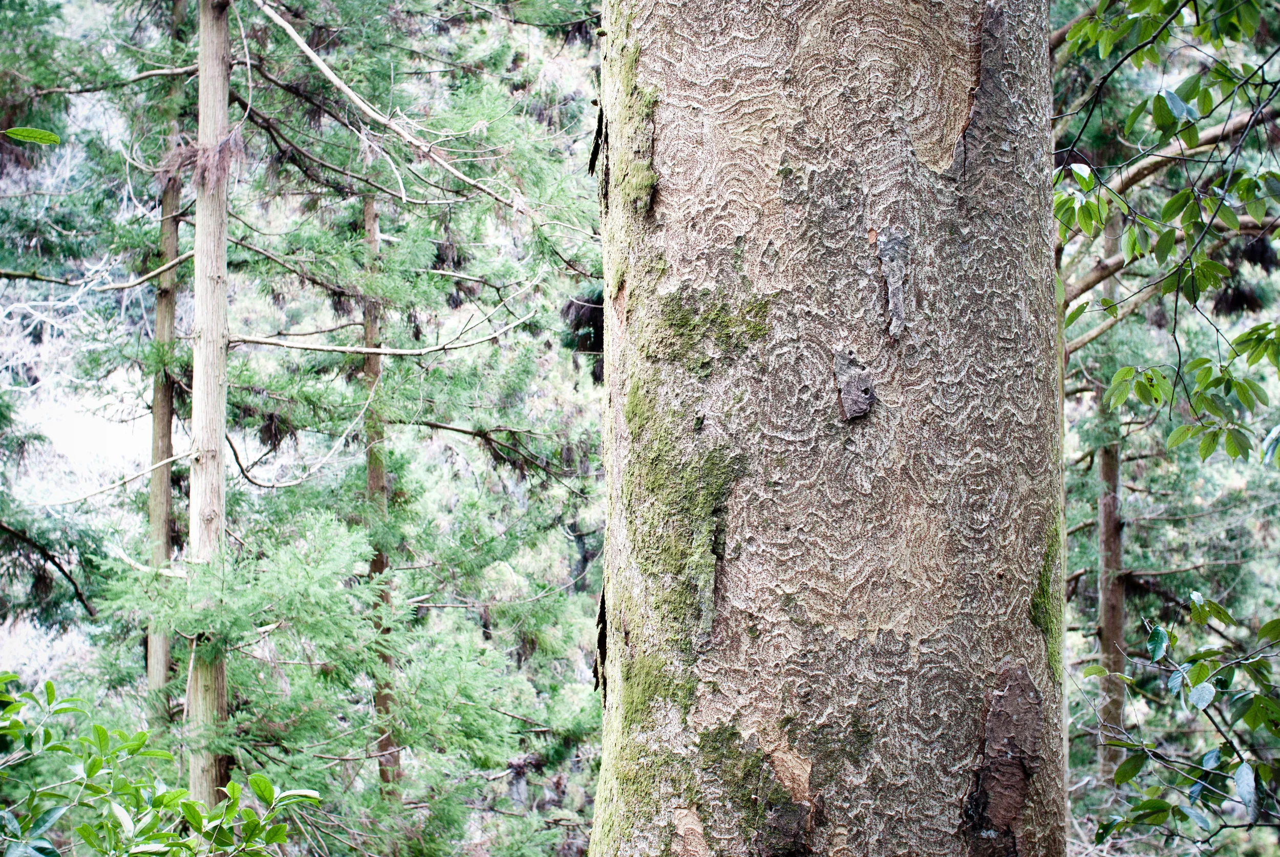 A textural tree, Japan