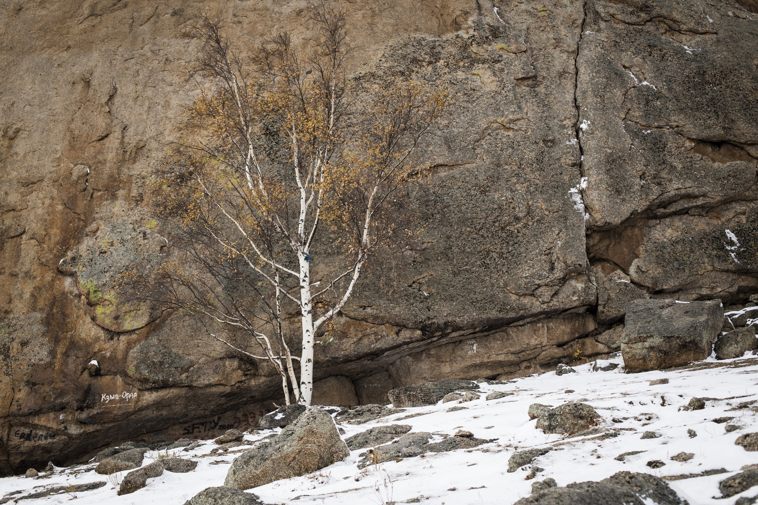 tree painting.jpg