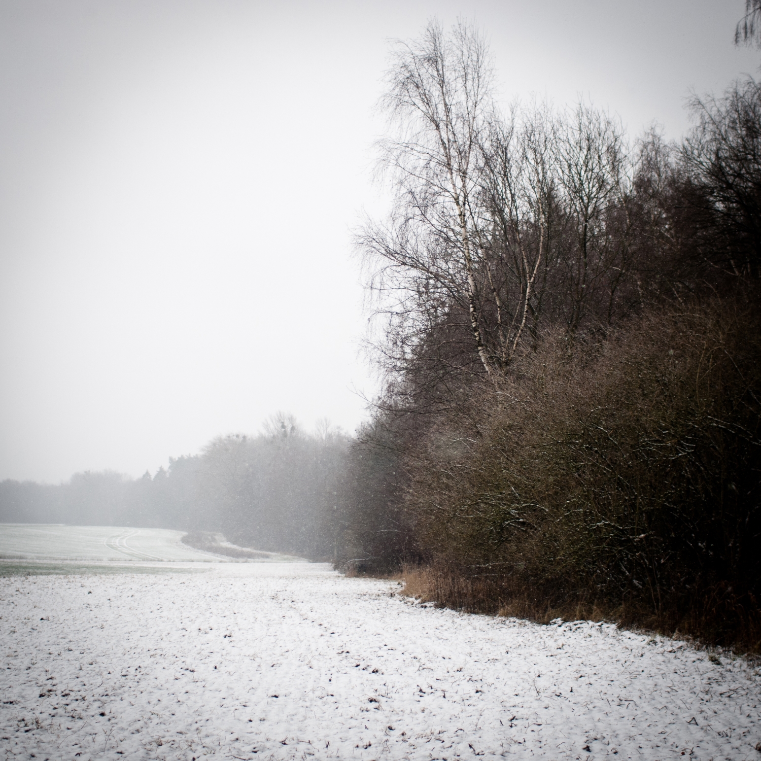 The edge of the woods, Germany