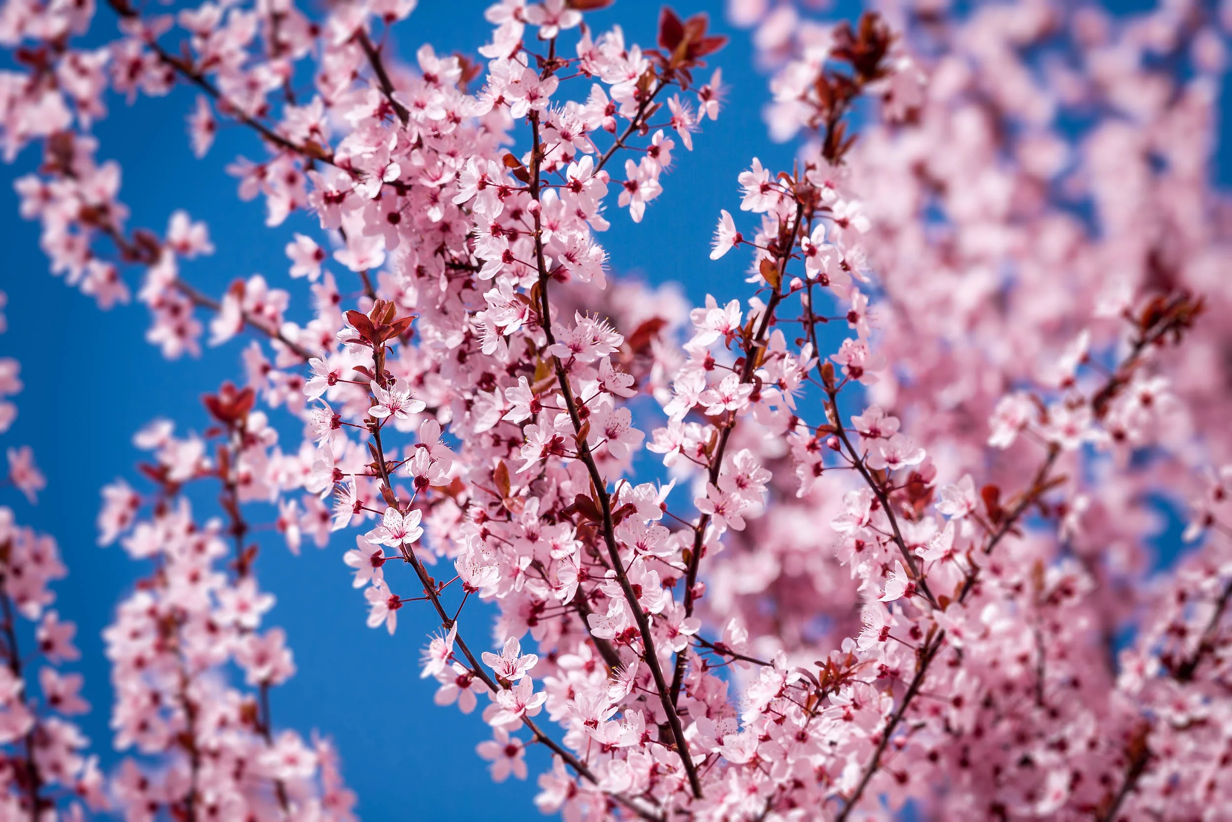 _MG_1694 (ProFoto RGB 16bit).jpg