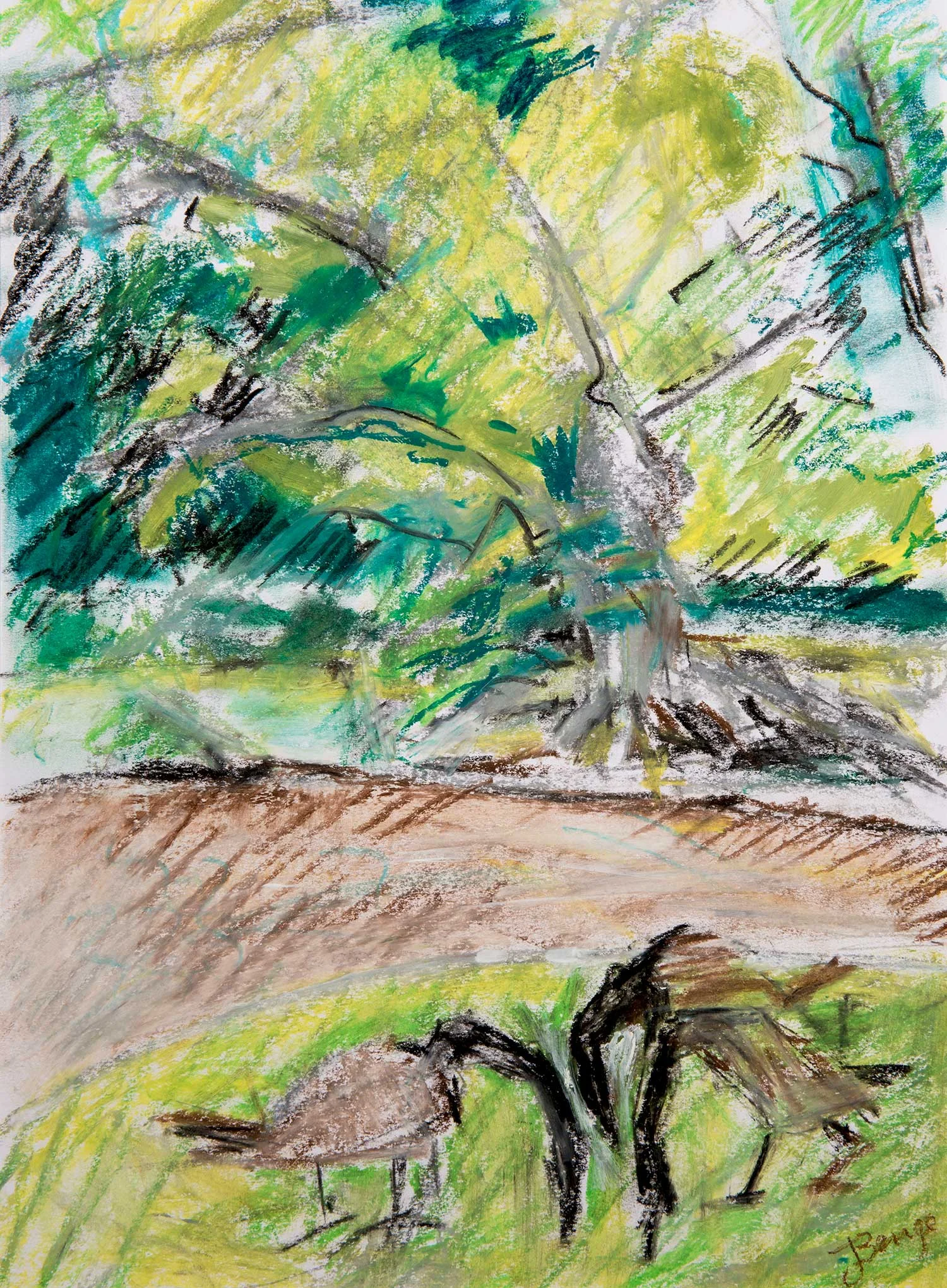 Canada Geese Charcoal and oil pastel 280 x 375mm / DR06
