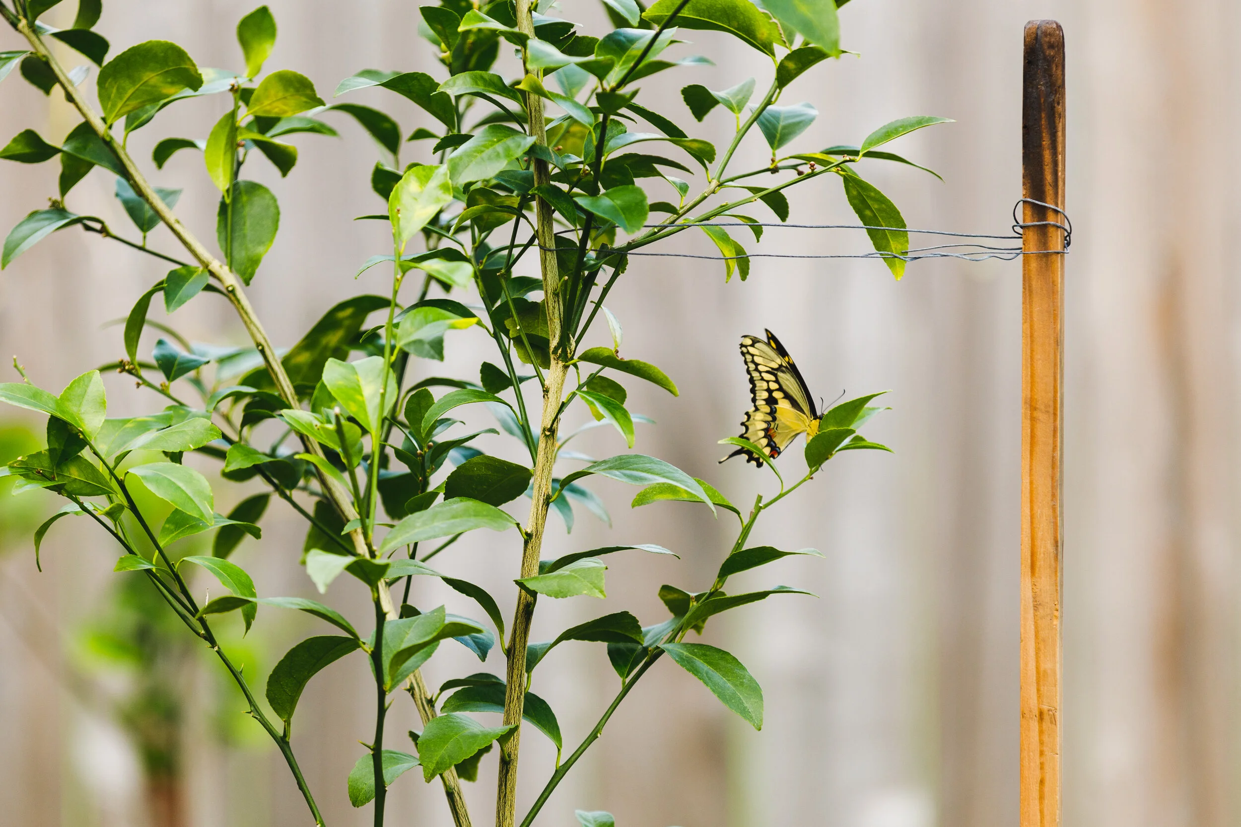 2020-03-23 IMG_8048.jpg