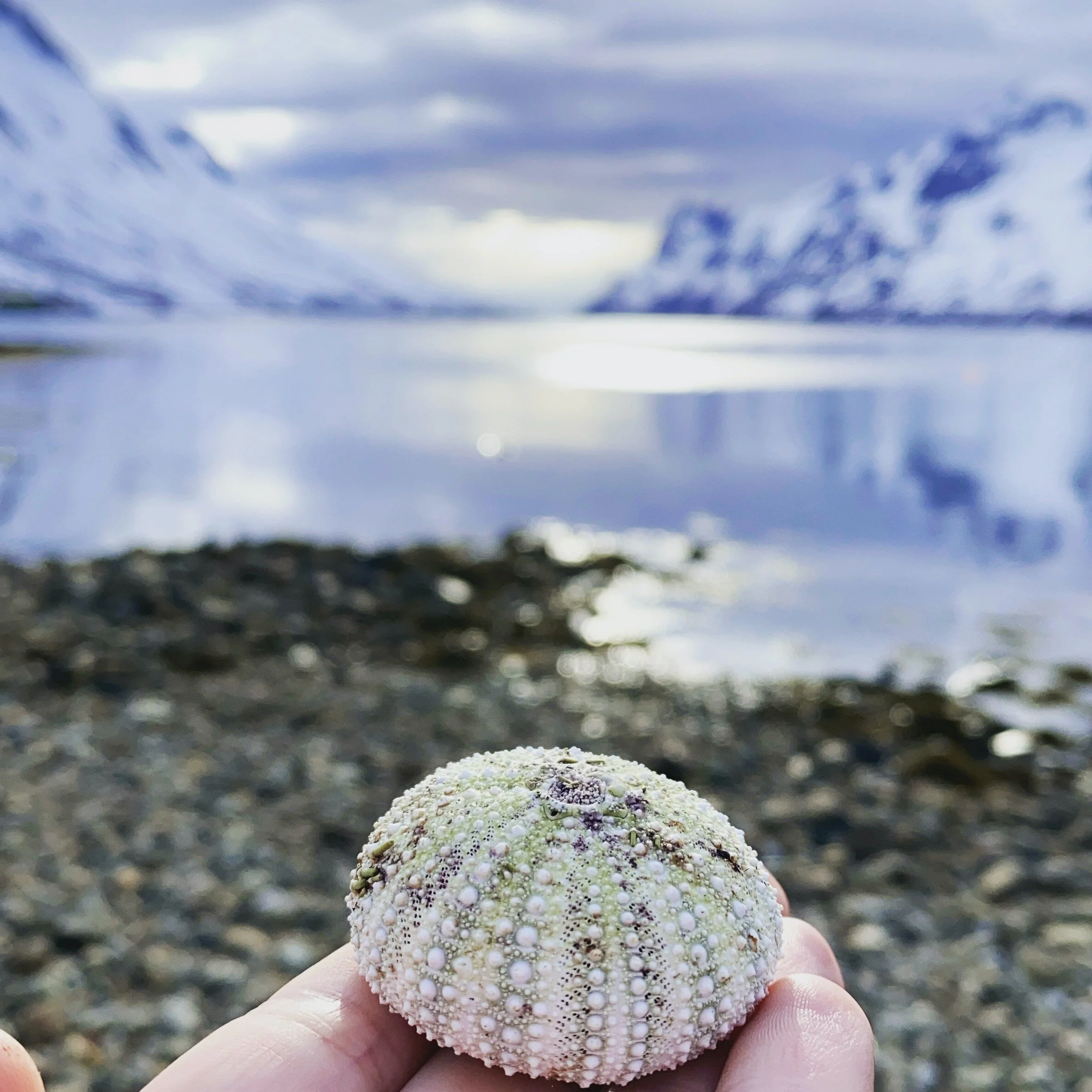 Winter holidays in Tromsø: what is it about?