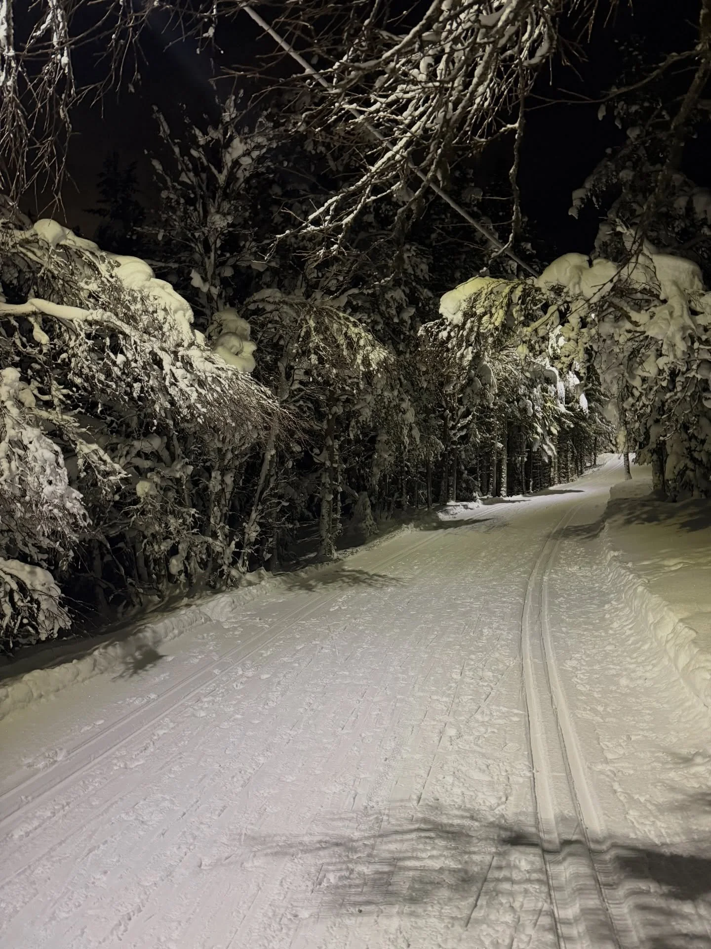 Did you know cross-country skiing is older than the wheel? 💡Long before roads, lifts, or even written language, people in Norway 🇳🇴 used skis to hunt, travel, and survive winter. #troms&oslash; #ersfjordbotn #ersfjordbotnbrygge #norway #northernno