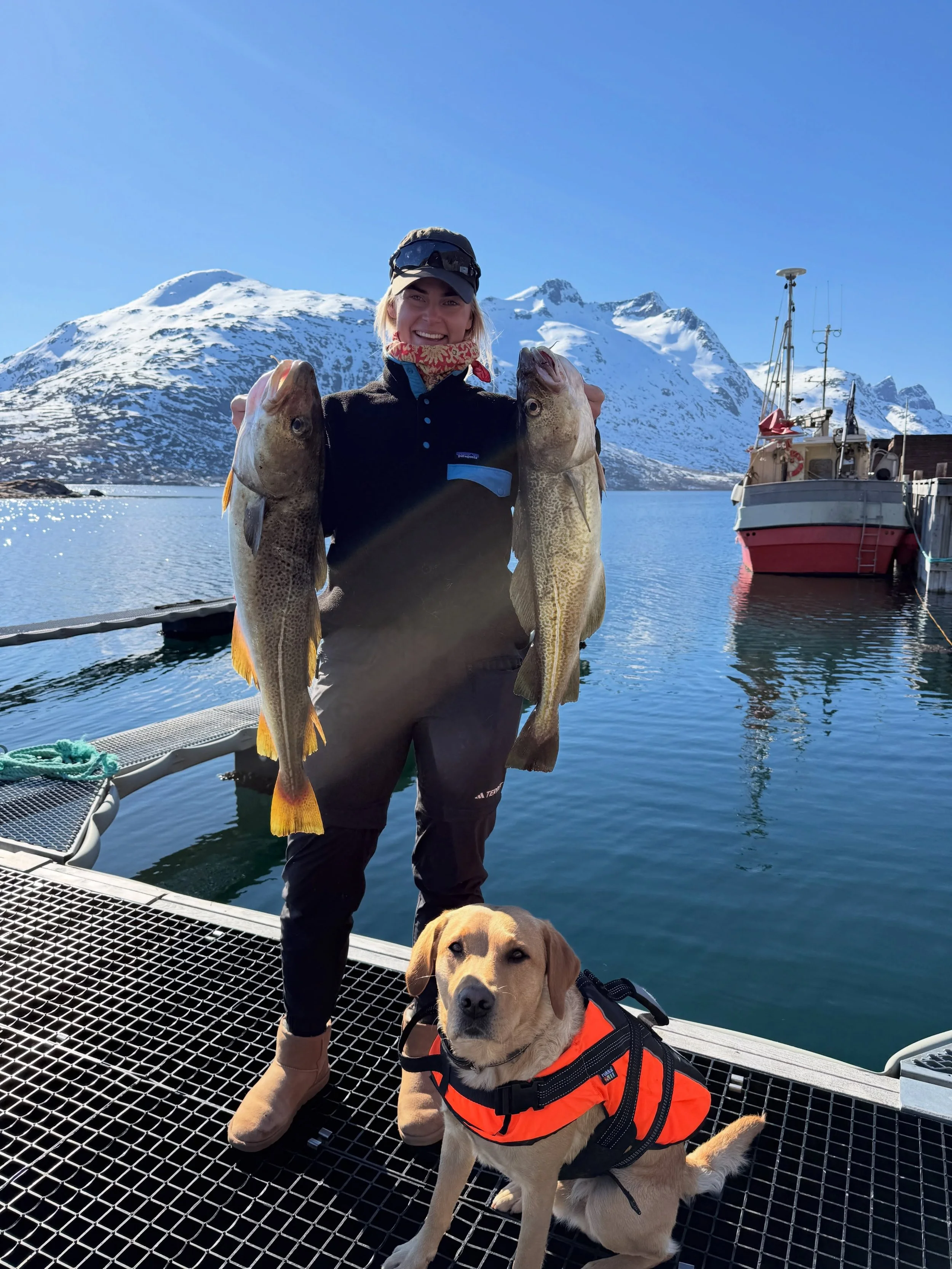 The fishing season has officially started 🎣 - and it is already in full swing here in Ersfjordbotn.
The boats are back on the water, the days are getting longer, and the fjord is once again filled with the excitement that comes with a new fishing se