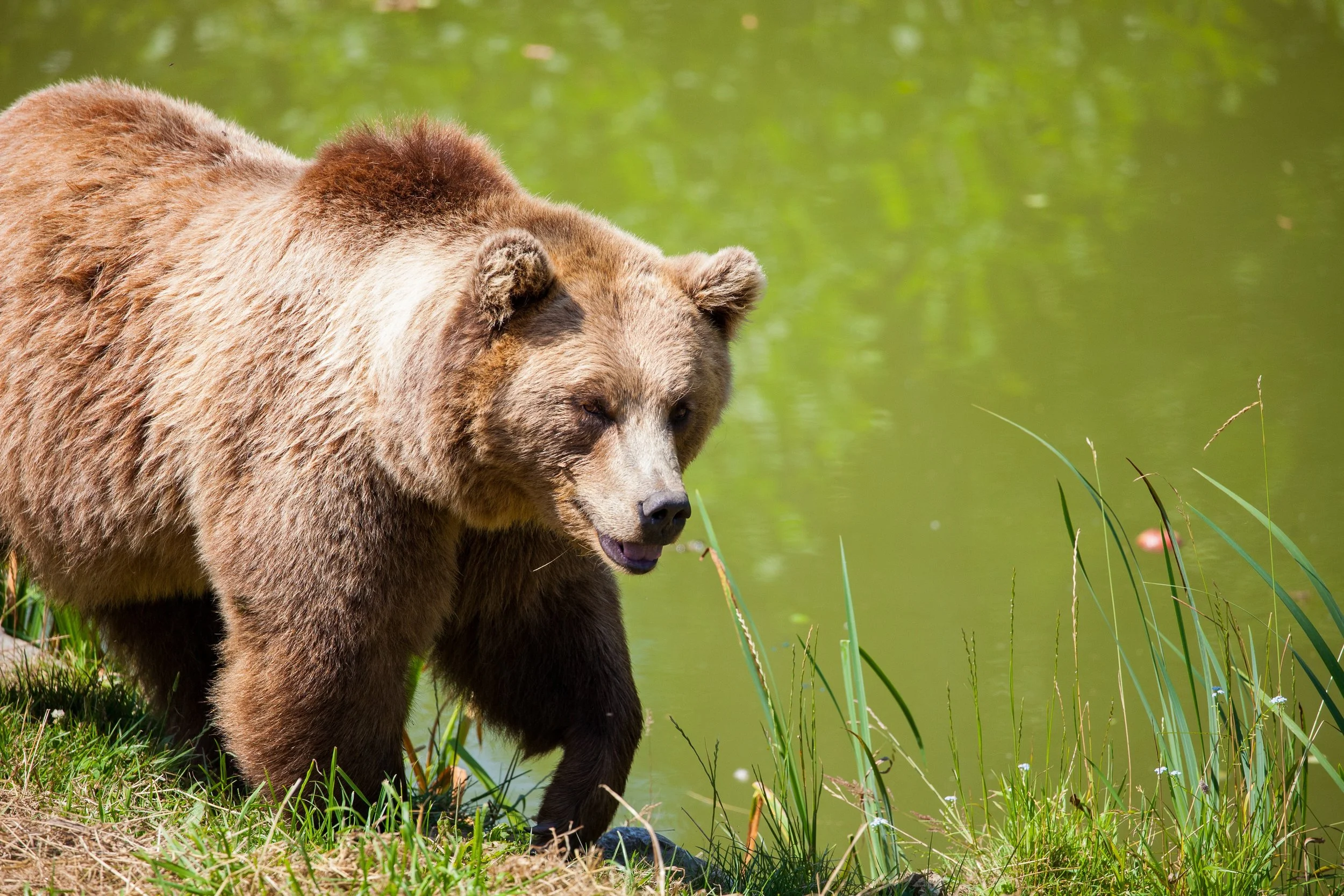 Grosser Teddybär: Ein Grizzly kann bis zu 2.5 Metern Rumpflänge erreichen (Bild: pexels.org)