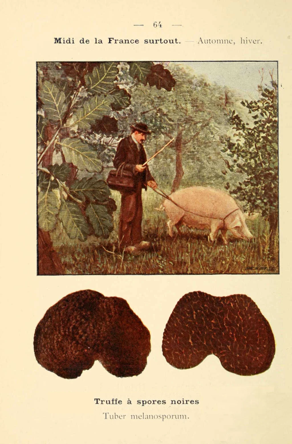 Truffle-Flanerie.jpg