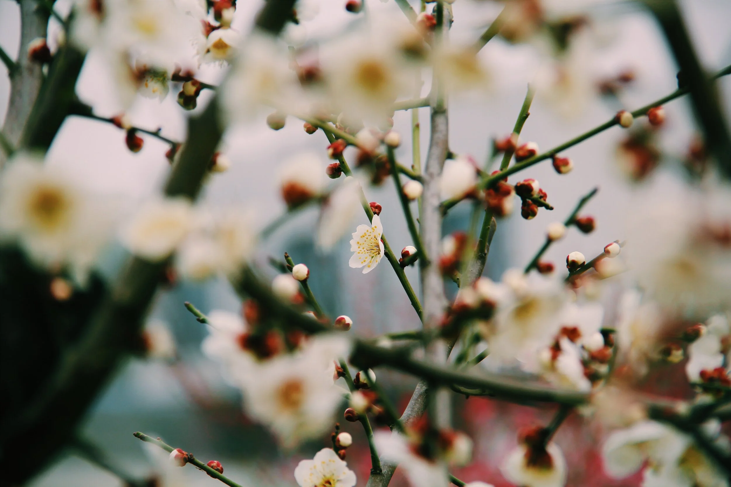 Cherry Blossom Spring Break