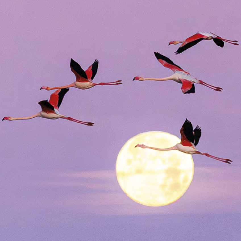 Festival de la Camargue et du Delta du Rhône 2026