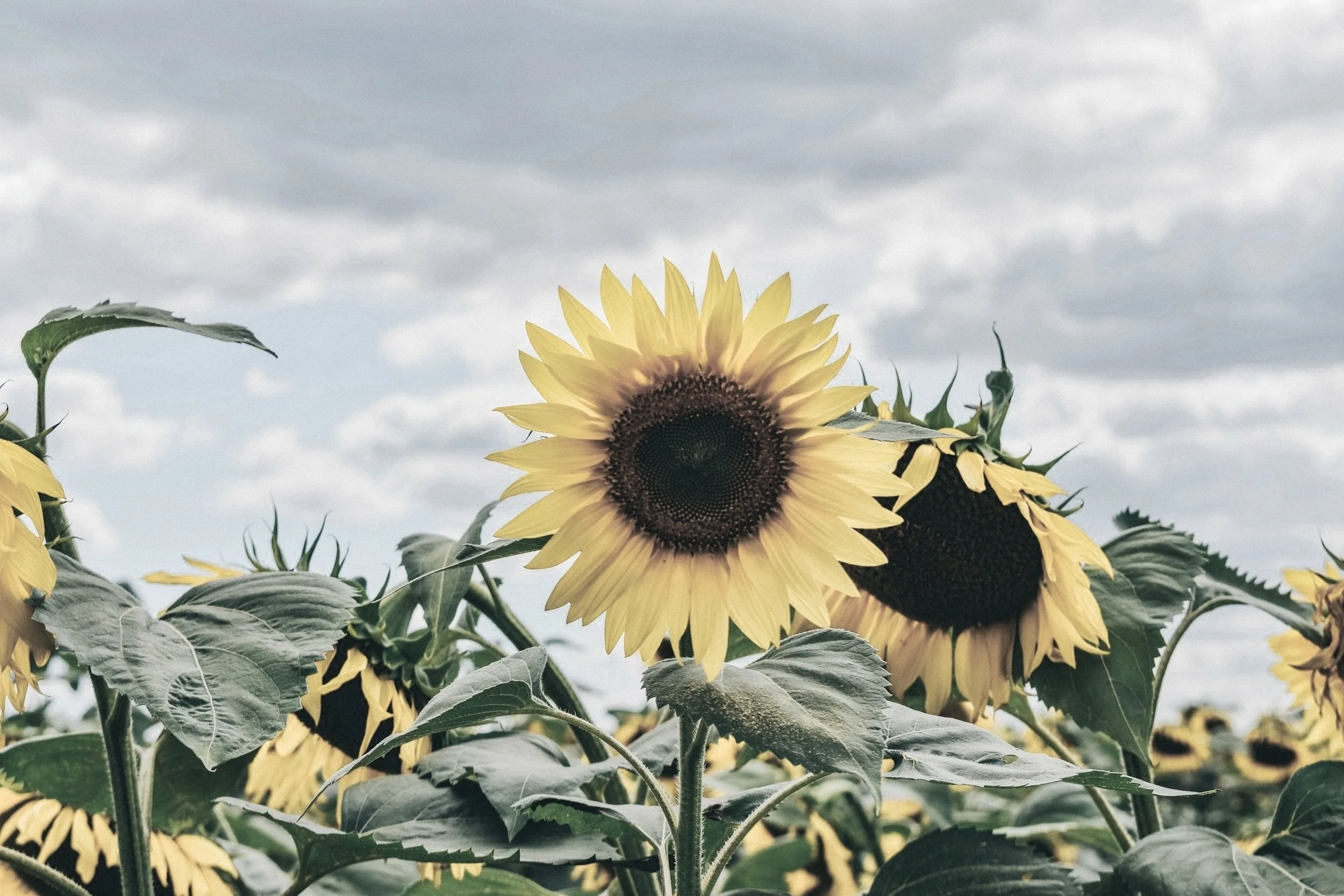 unsplash-image-B4uy4MvR24I.jpg