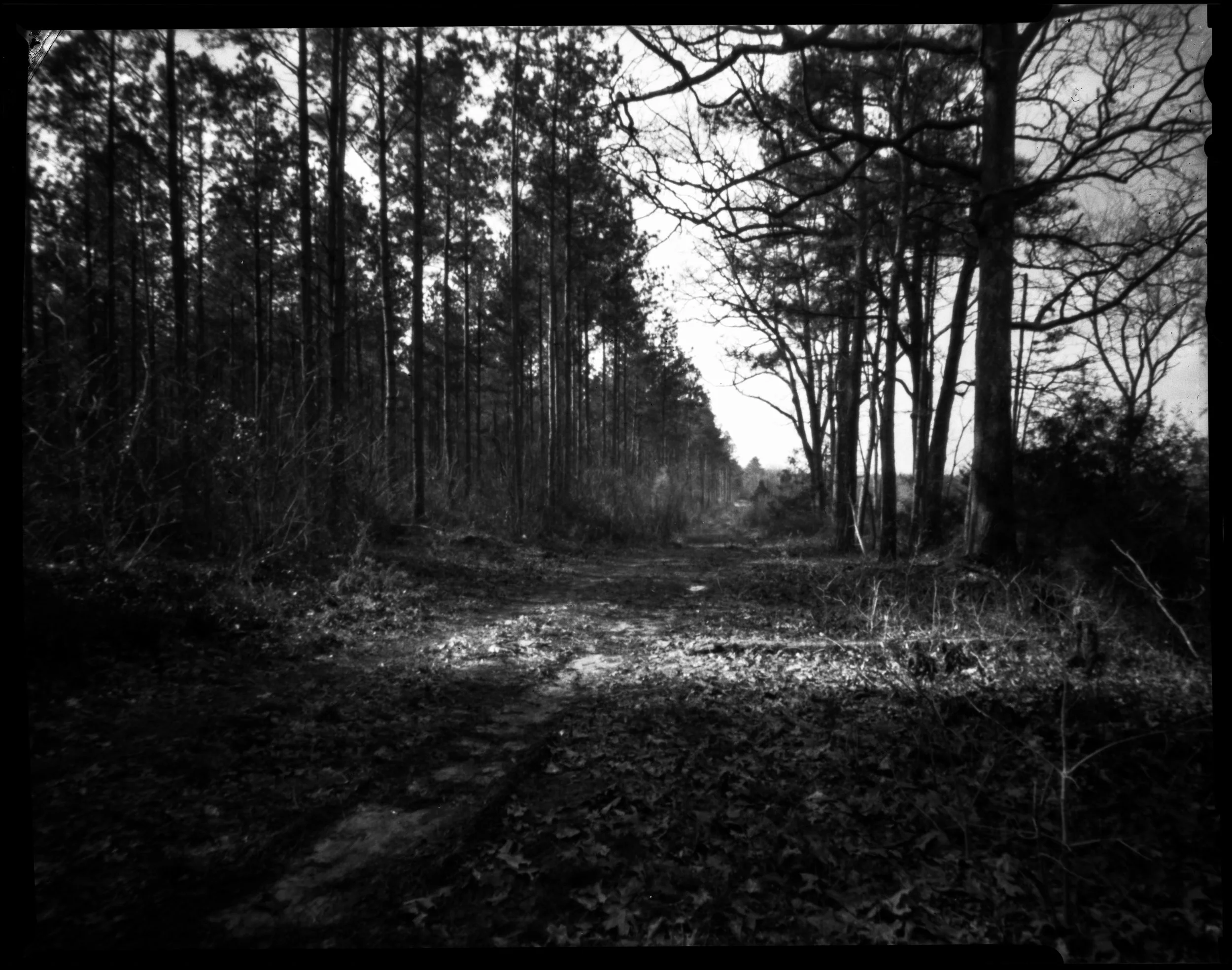 devils tramping ground-2.jpg
