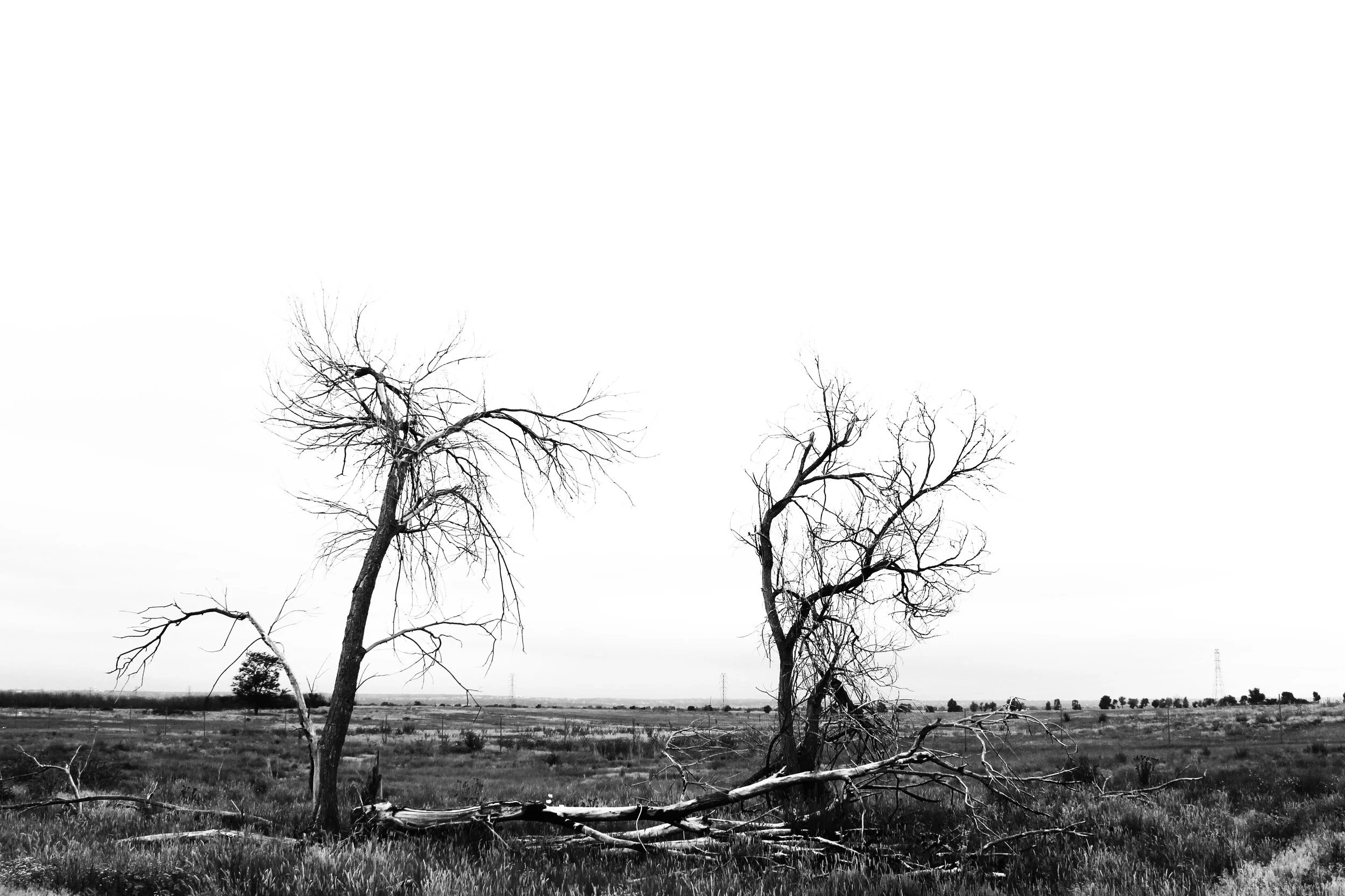 IMG_5734_bw.jpg