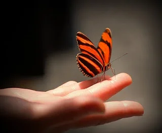 3698201975_f68a24acaa_z.jpg