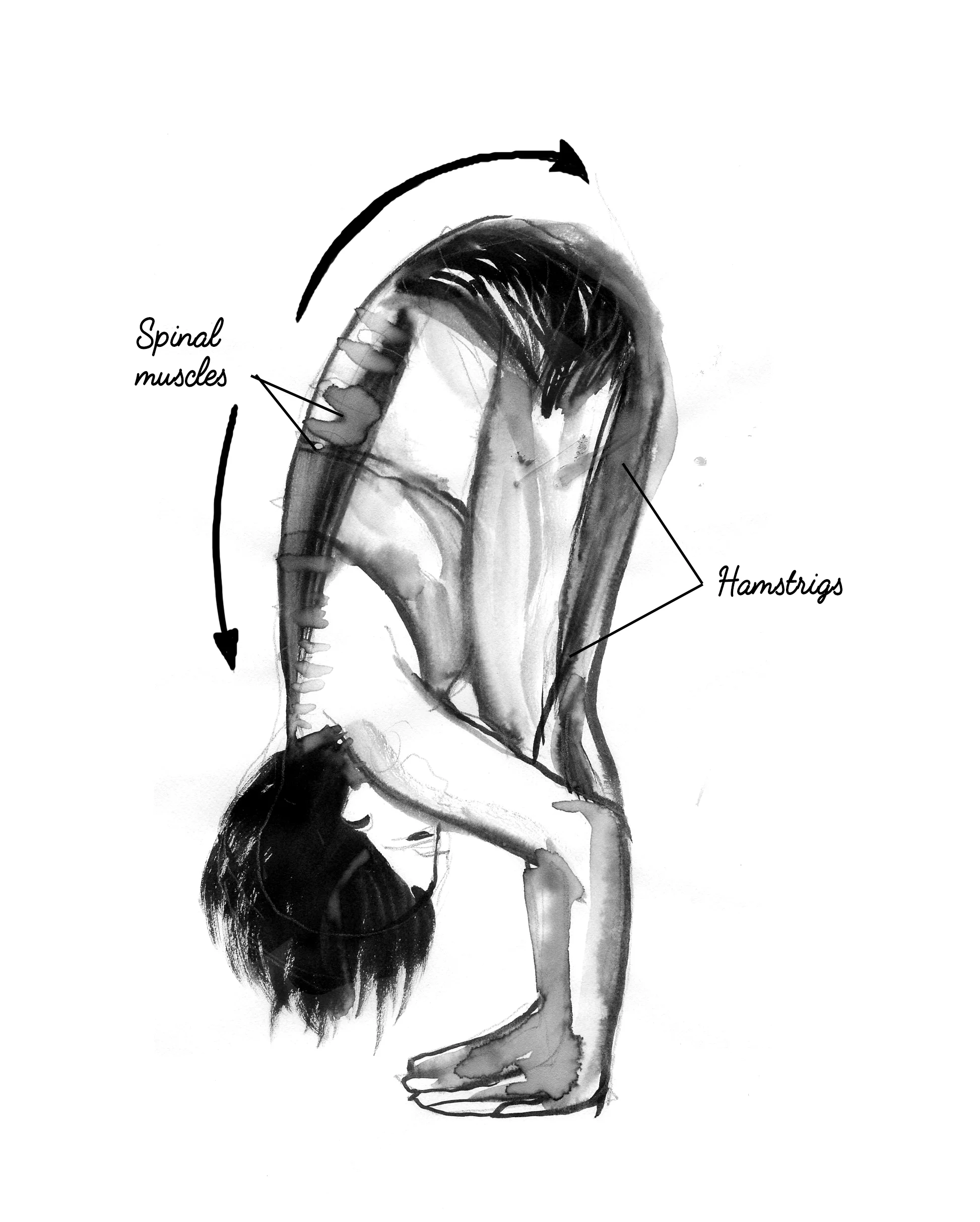 forward fold.jpg