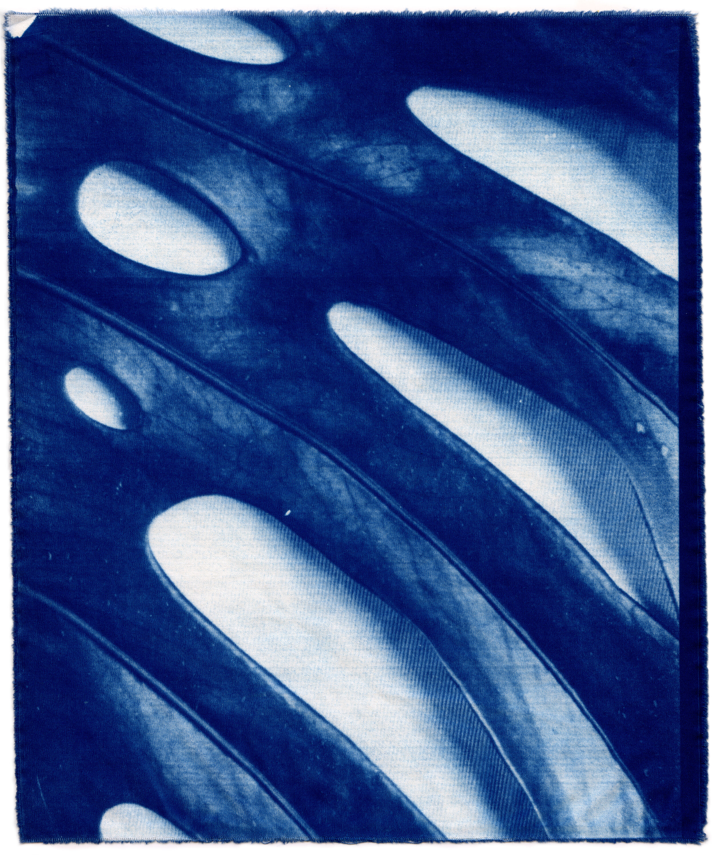 Cyanotype_2020_08.jpg