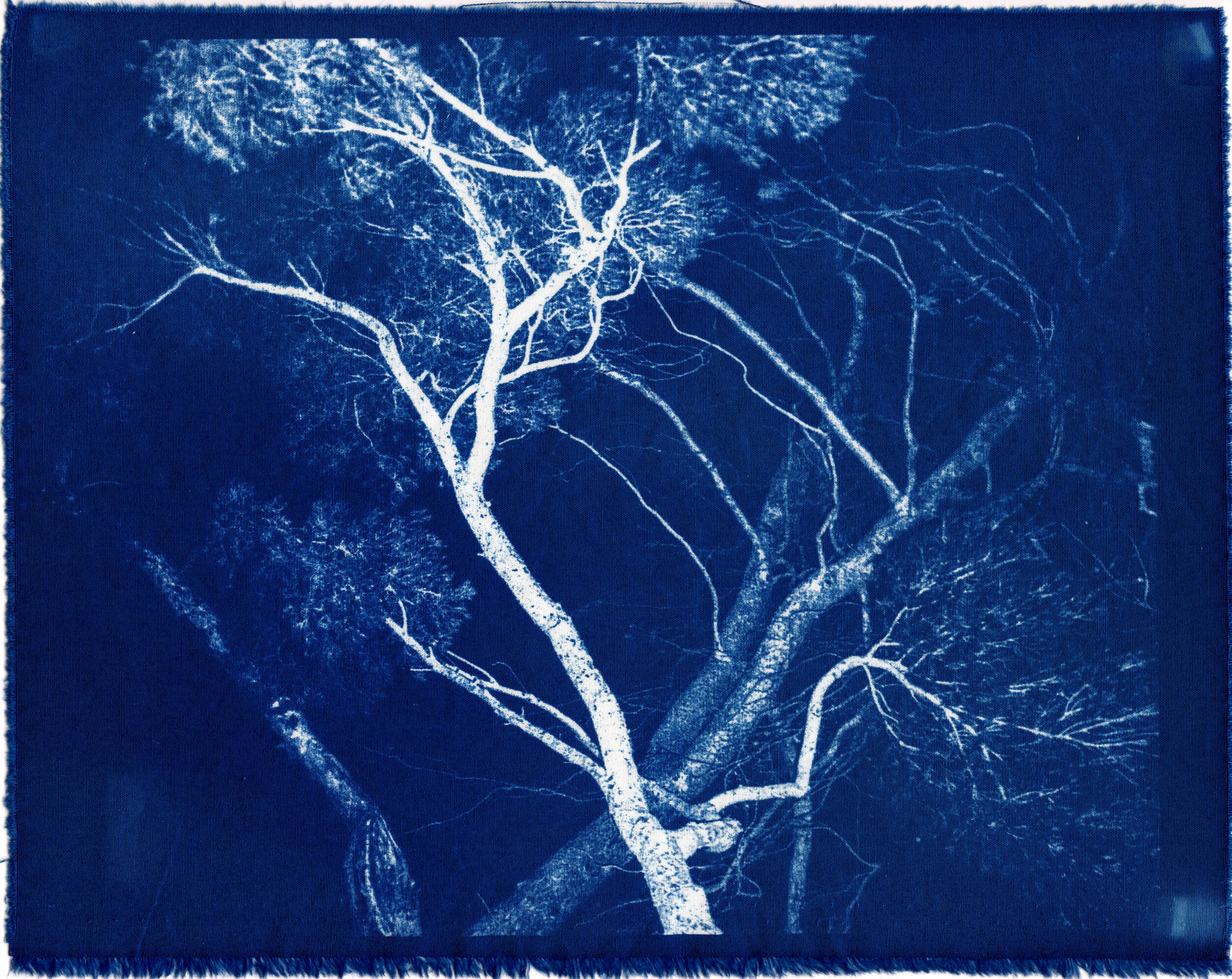 Cyanotype_2020_13.jpg