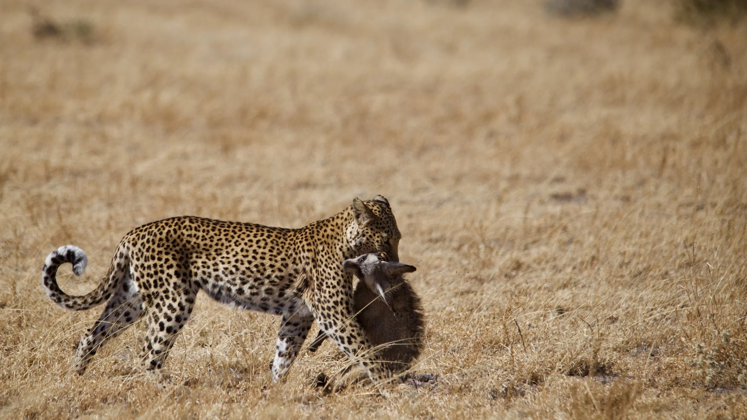 A leopard dragging its kill, a bat eared fox, away to a selected spot to feed.