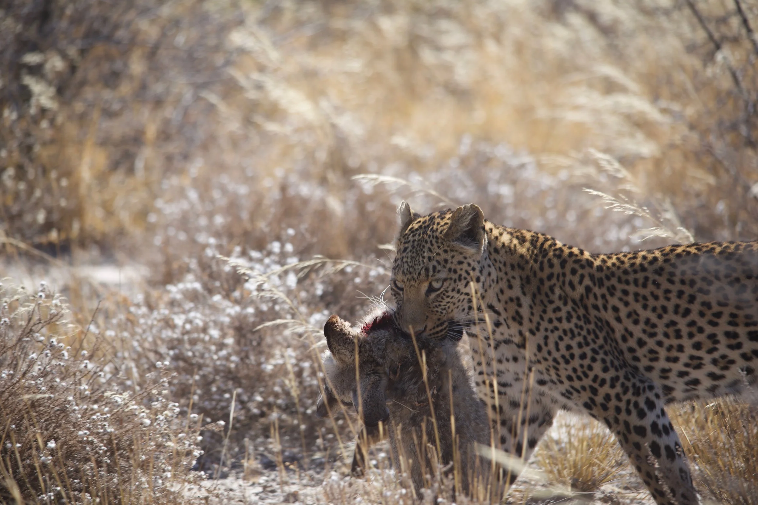 Leopards will drag their kill to conceal it.