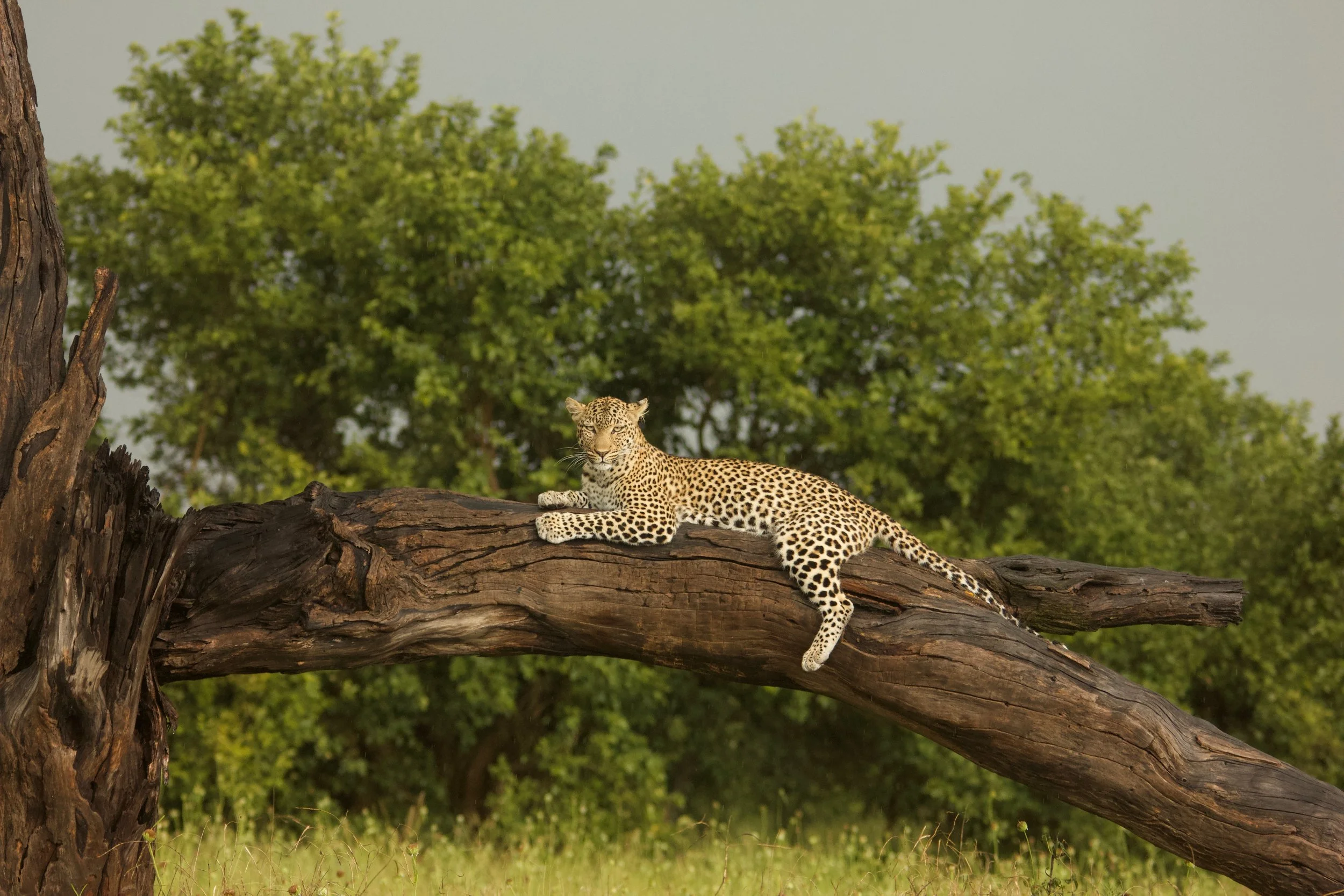Leopard in the rain. Savuti, Chobe National Park.