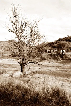 Ruby (dead tree)