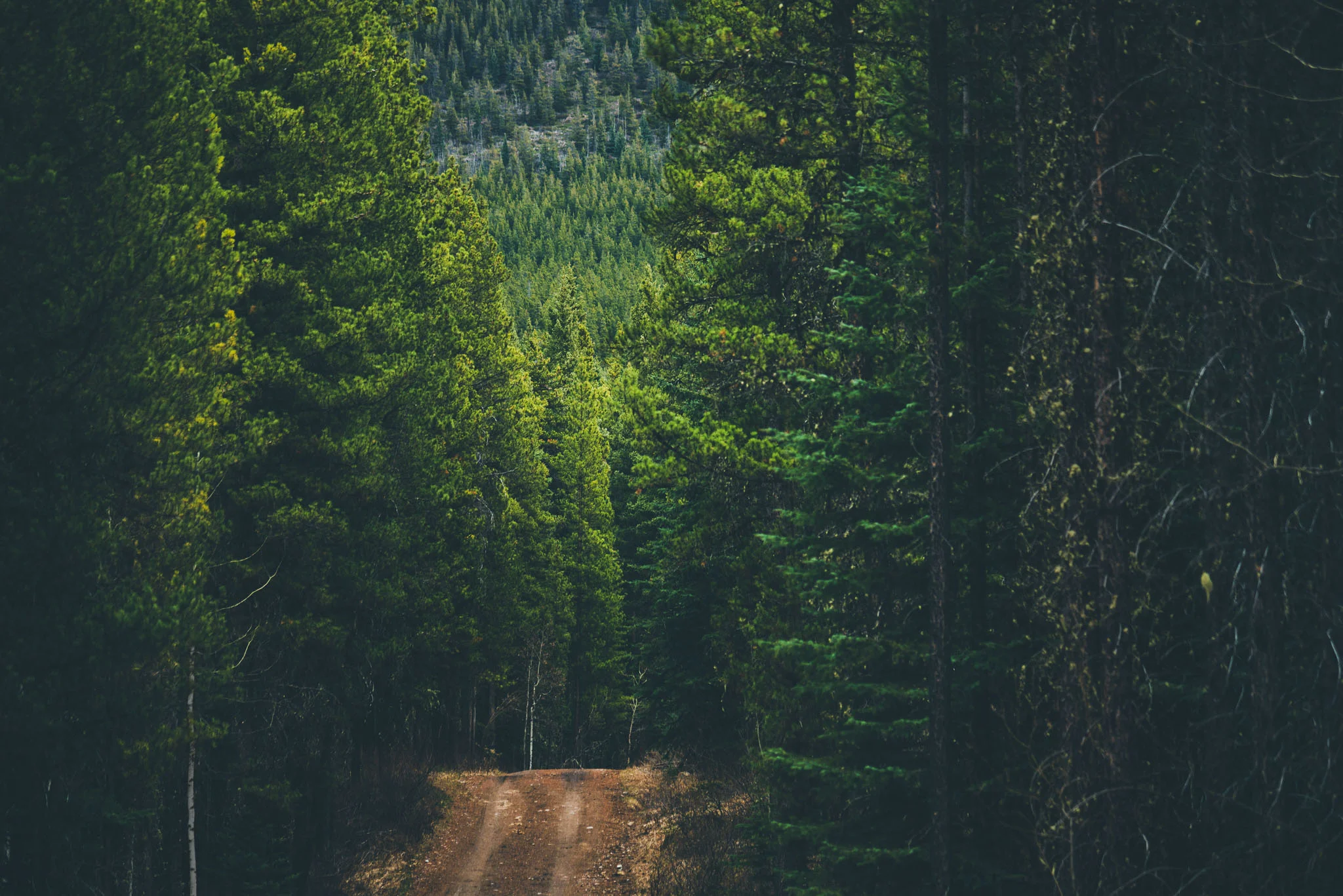 Landscape-CA-18.jpg