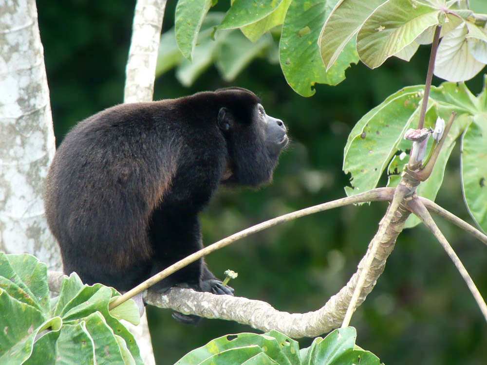 Local Neighbors, friends that swingby to greet you in the morning at the Tree House, Cerro Azul.