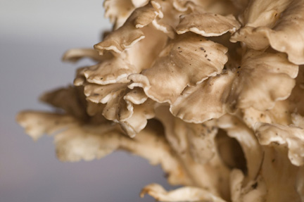 20111008mushroom.jpg