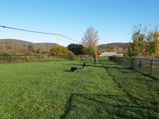 Dog Park