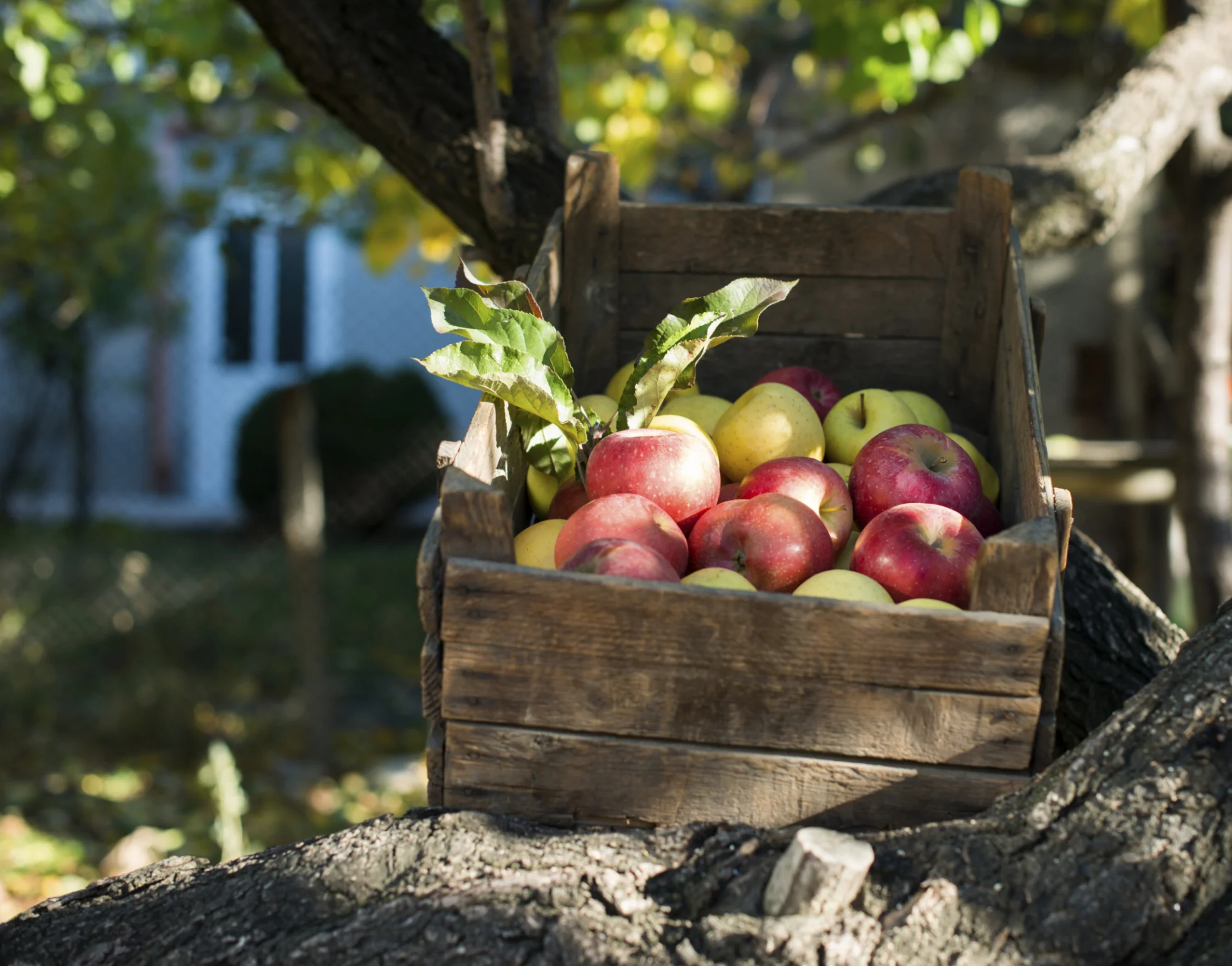 Ithaca's Apple Harvest Festival