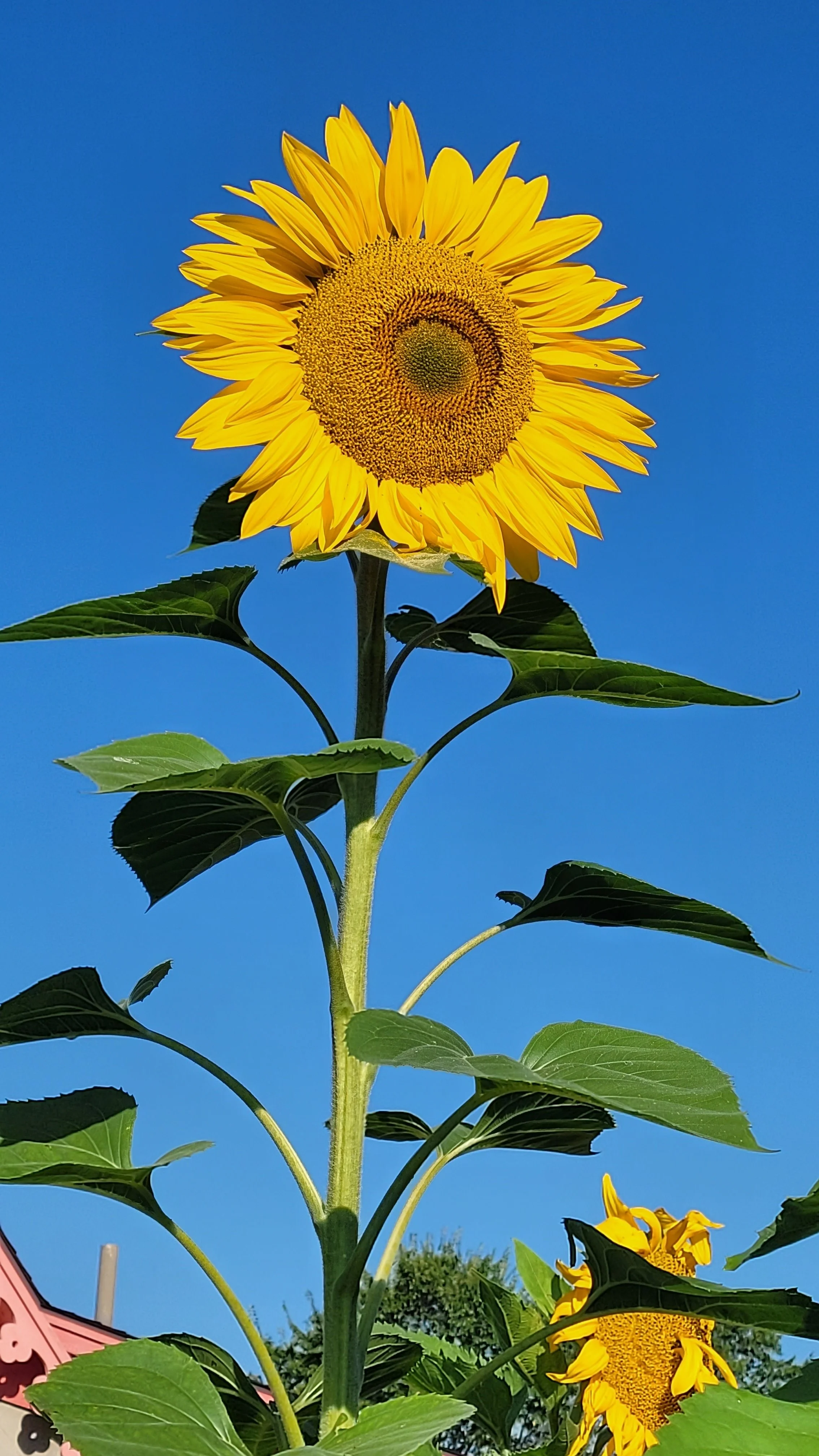 Barbara Roth-Chapman 21.jpg