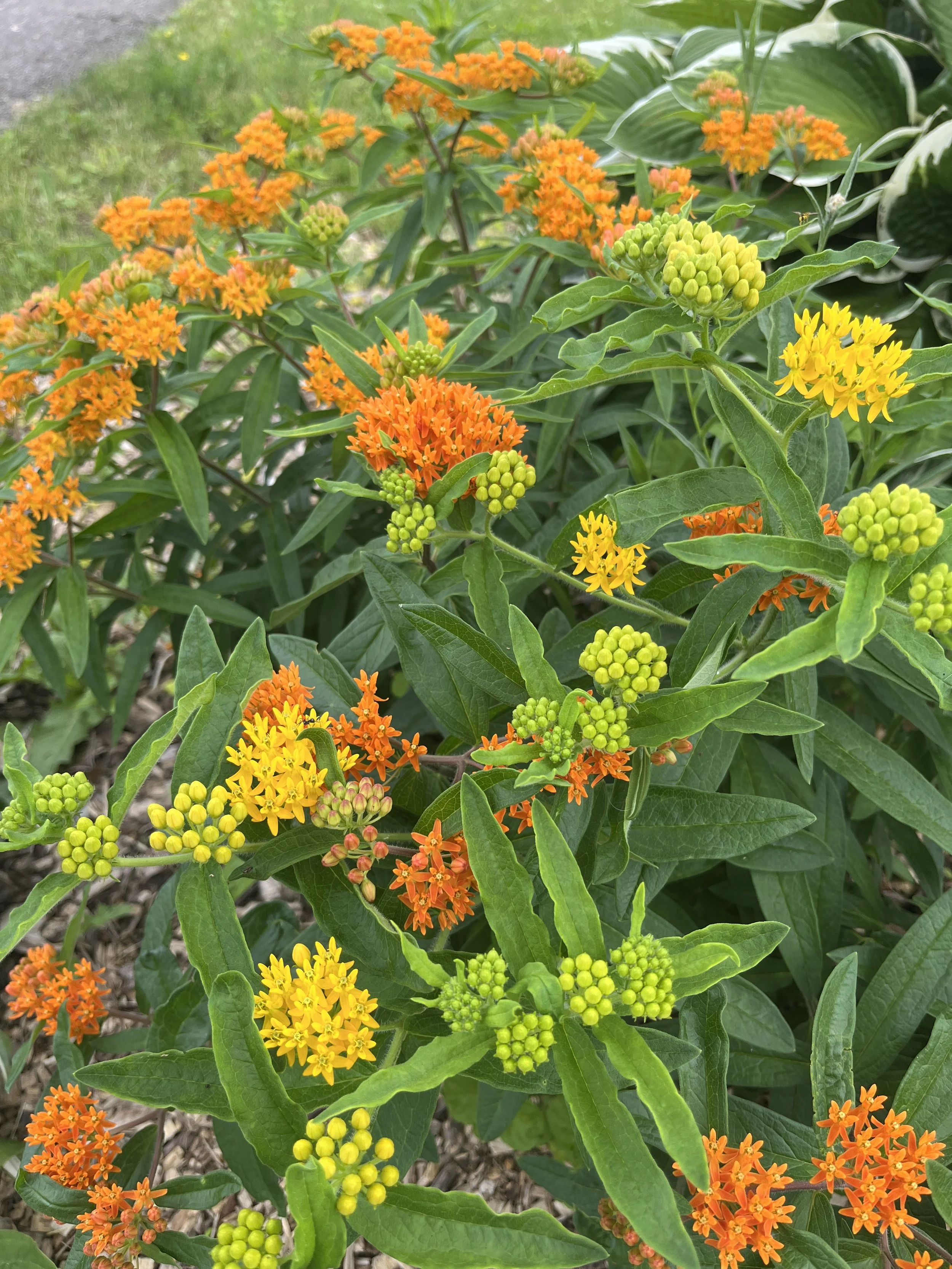 Rachel Feirman 8.JPG