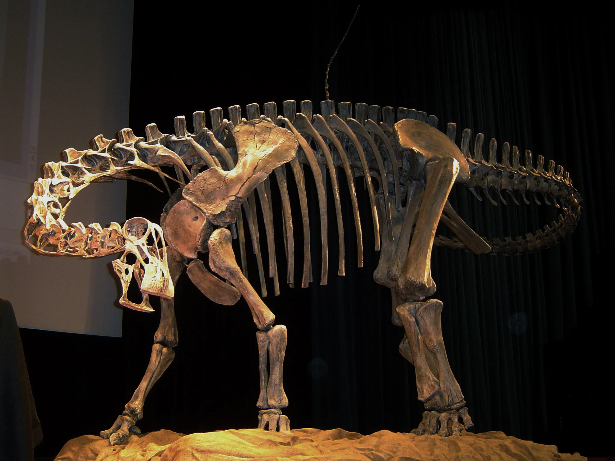  Nigersaurus mount at NGS unveiling. 
