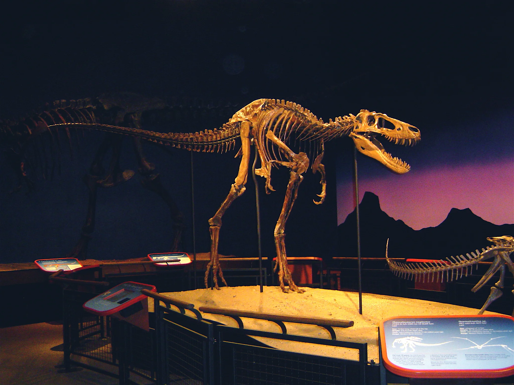 "Jane" juvenile tyrannosaur skull