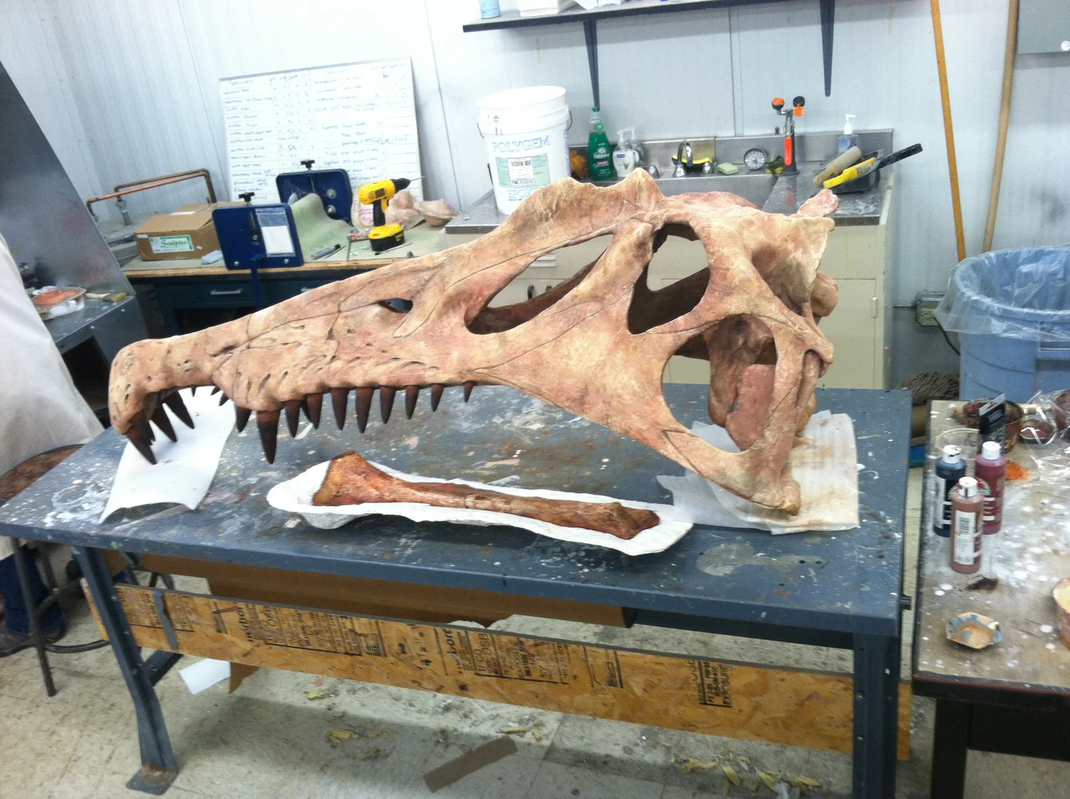 Kaprosuchus Skull
