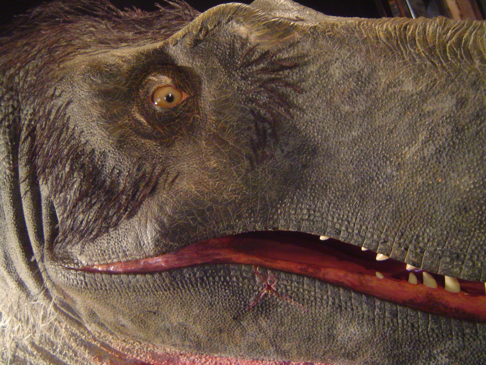 Dryptosaurus aquilunguis