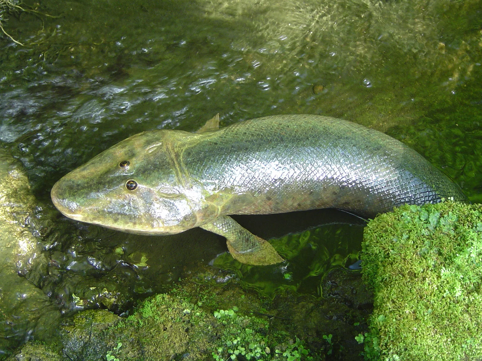 Tiktaalik rosea