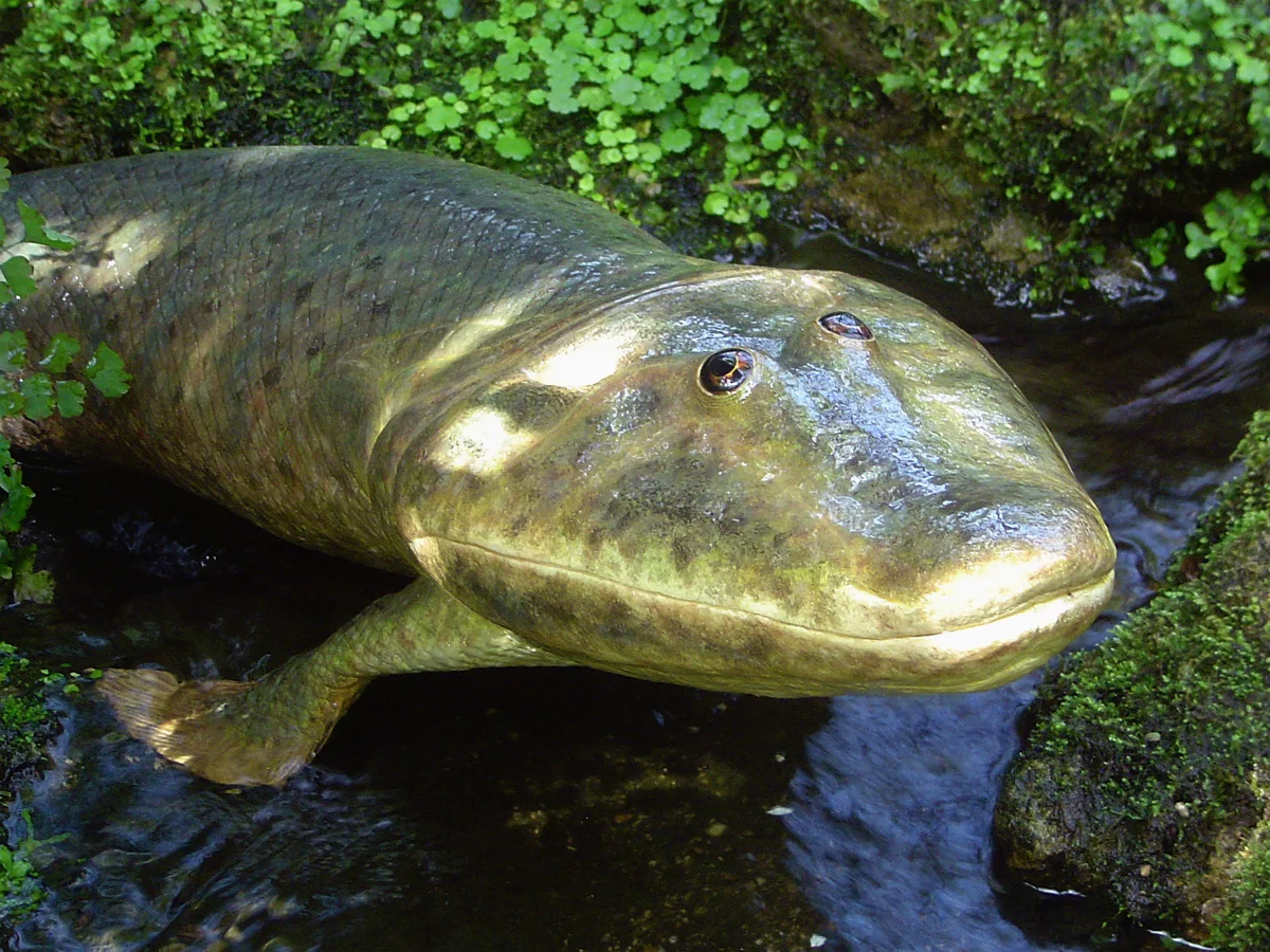 Tiktaalik2.jpg