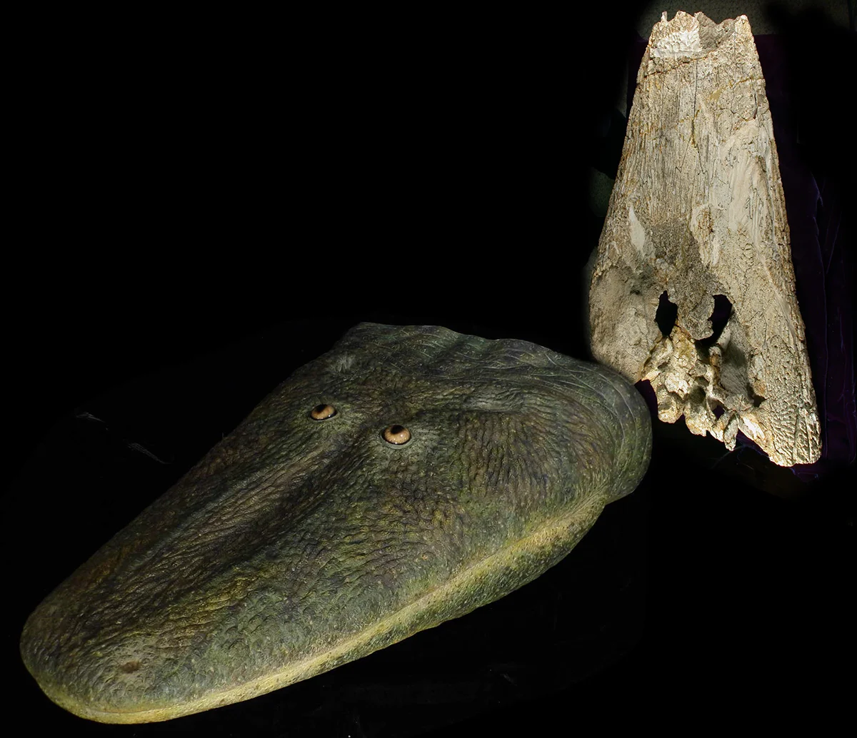 Antarctosuchus horizontal head with skull on wall.jpg