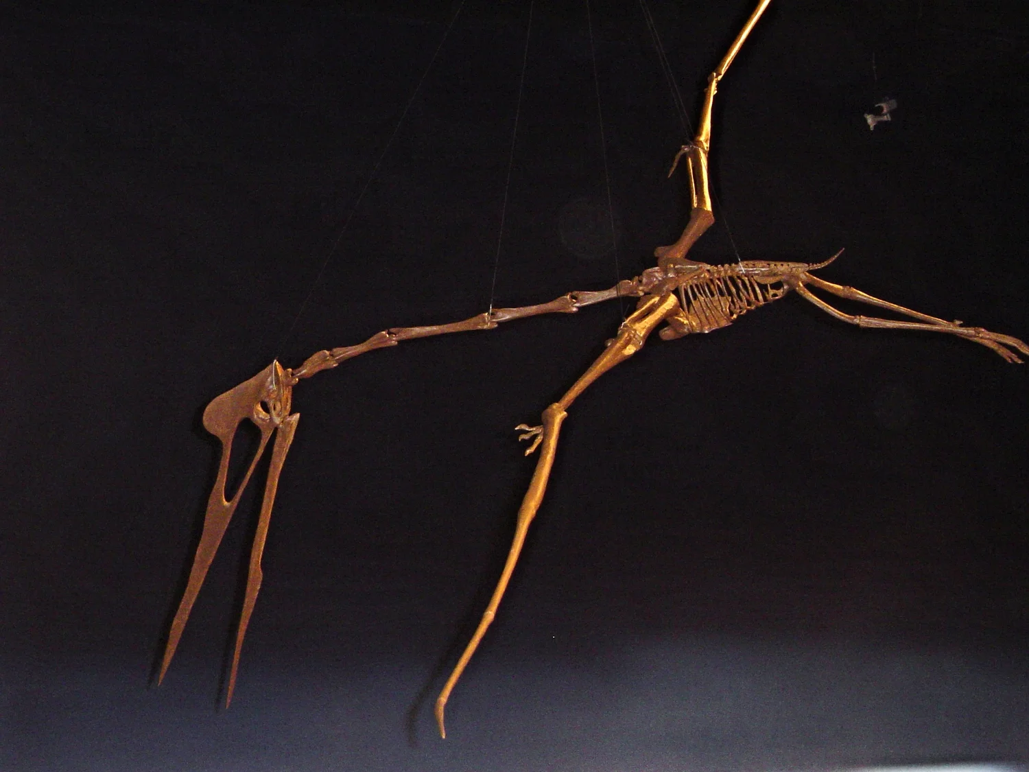 Burpee Museum pterosaur skull