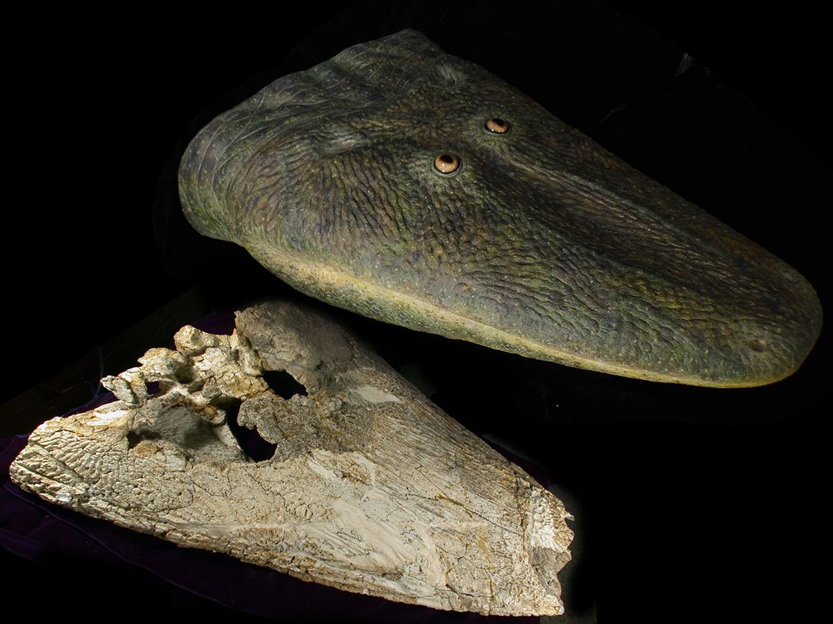 Antarctosuchus polyodon