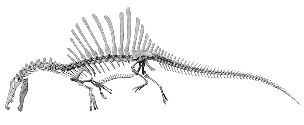 Spinosaurus aegypticus