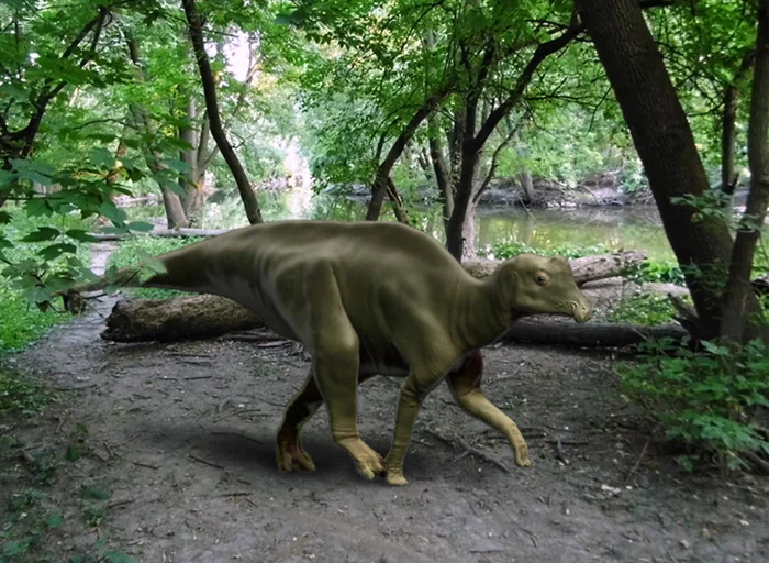 "Joe" yearling Parasaurolophus